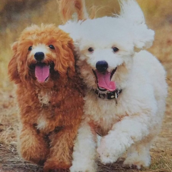 Meet your Posher, Alicia - Picture 1 of 1